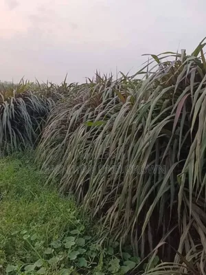 Australian Red Napier Cuttings