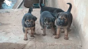 1-3 months Female Purebred German Shepherd