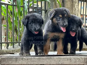 1-3 months Female Purebred German Shepherd