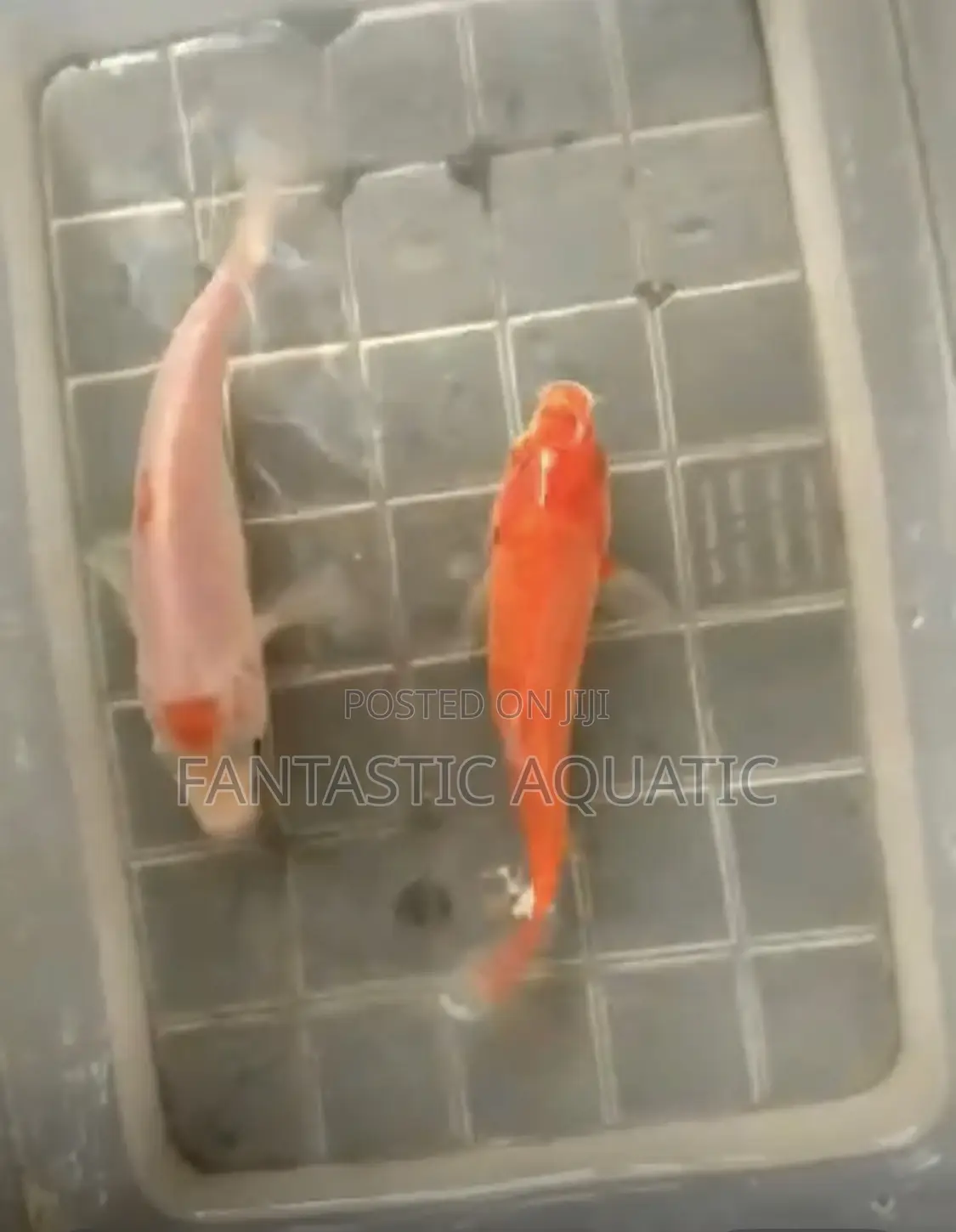 Koi Fishes 10cm