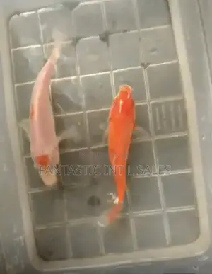 Koi Fishes 10cm