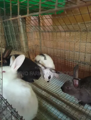 Rabbits Hybrids