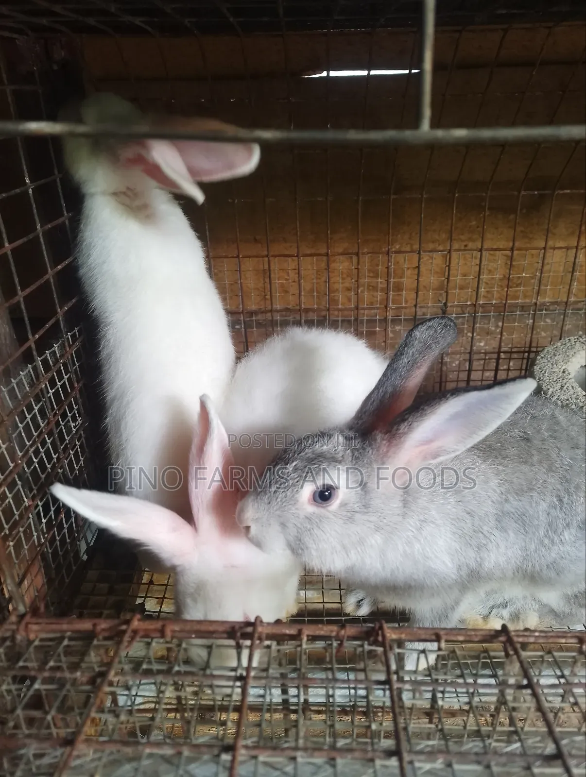 Rabbits Hybrids