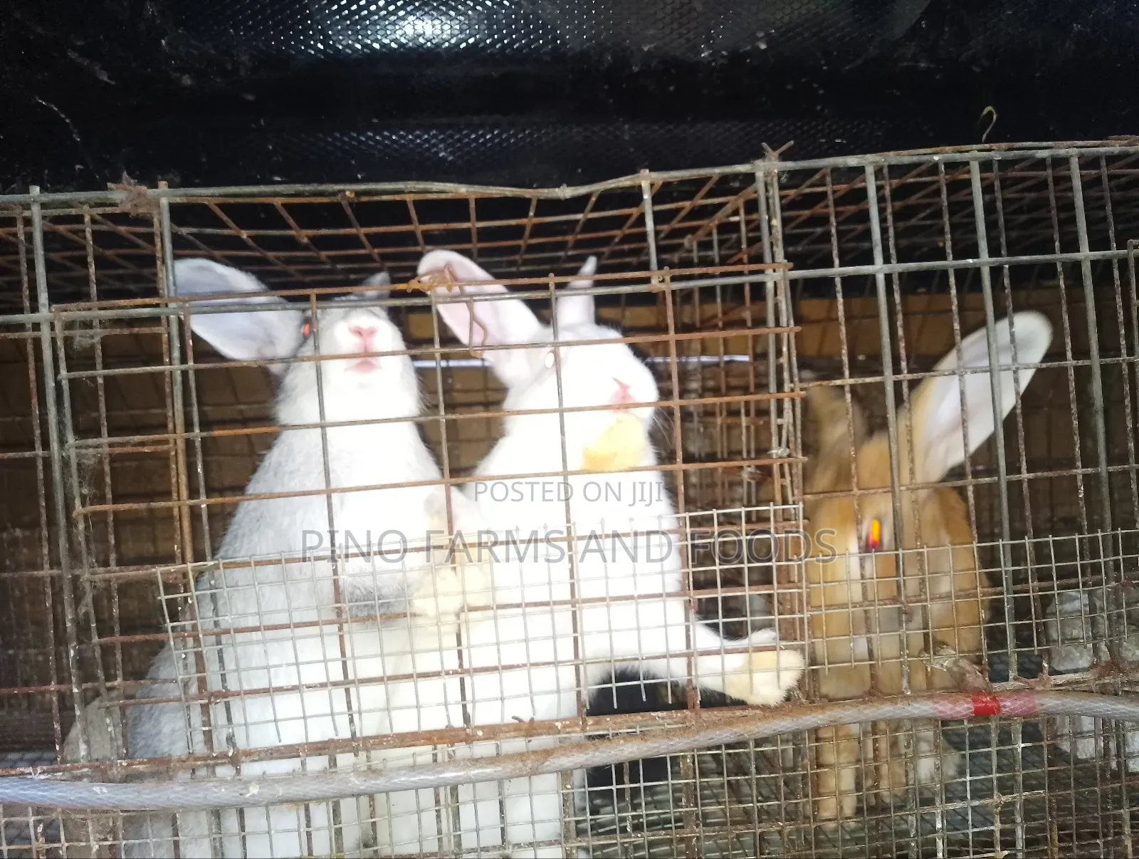 Rabbits Hybrids