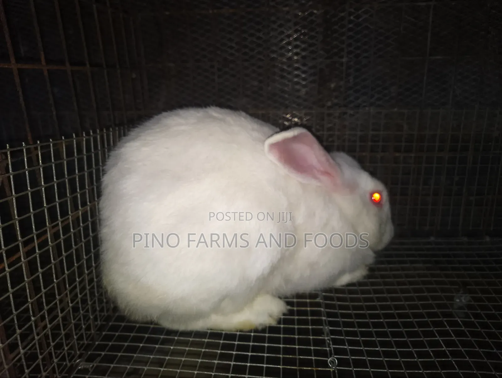 Rabbits Hybrids