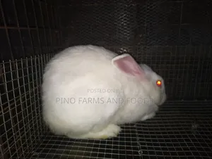 Rabbits Hybrids