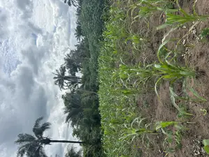 7000 Acres of Land at Ijio Meso Iwajowa Local Government