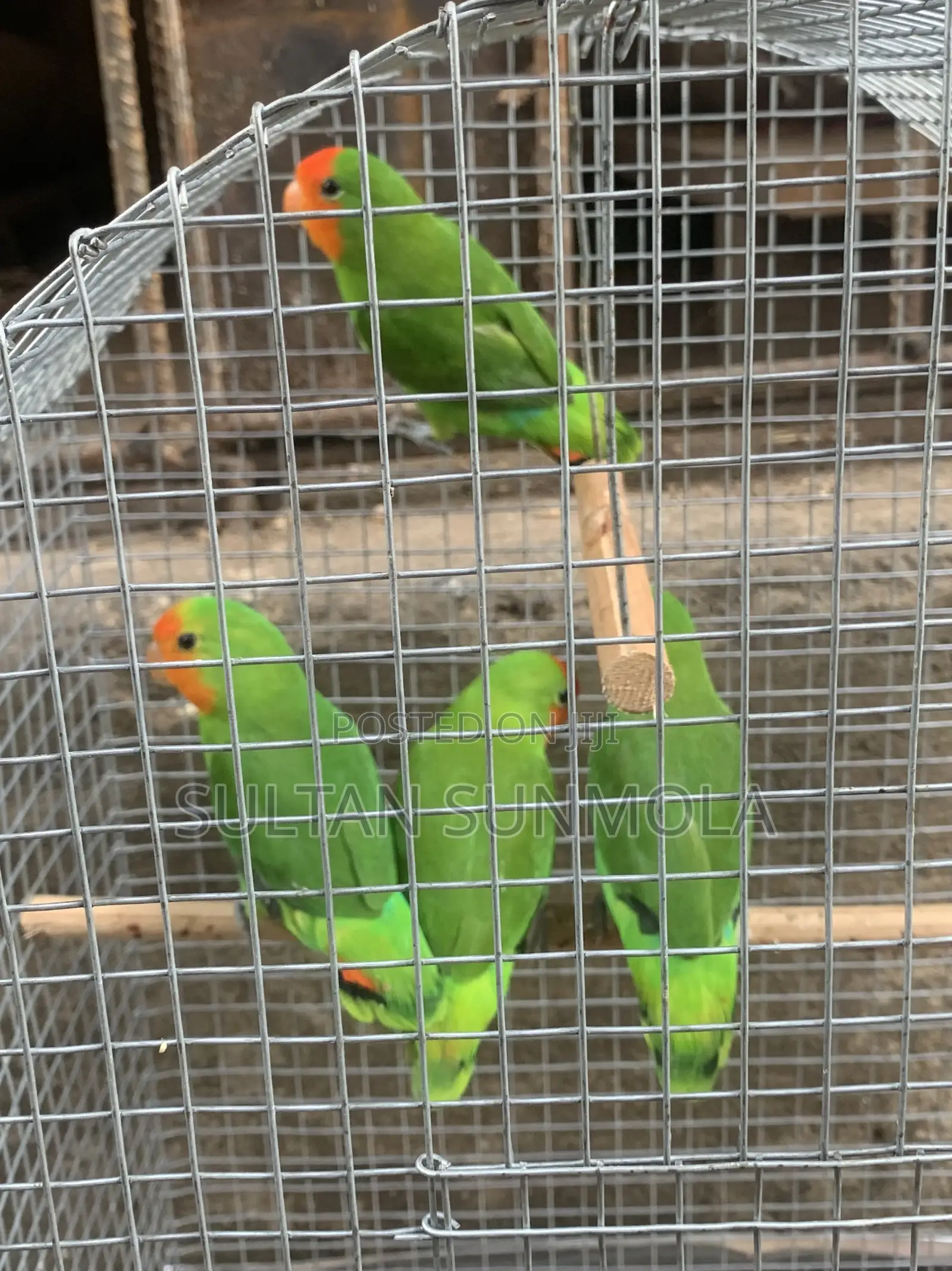 Love Birds Parrot