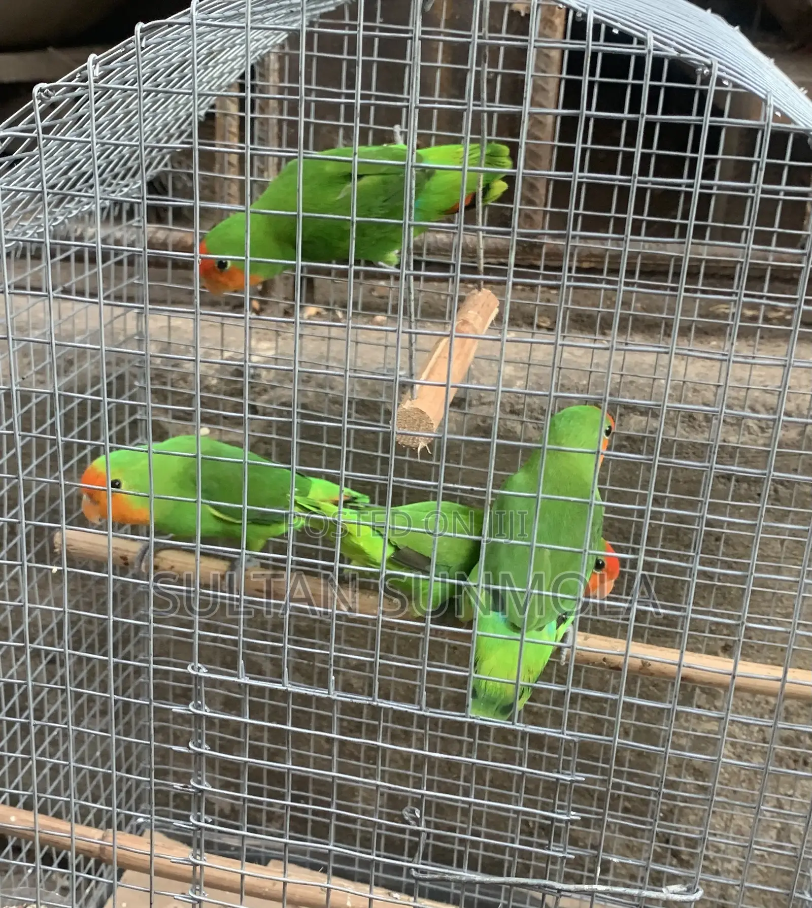 Love Birds Parrot