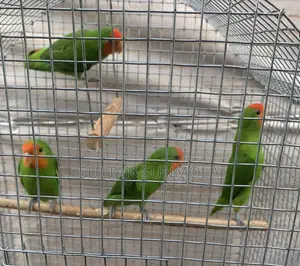 Love Birds Parrot