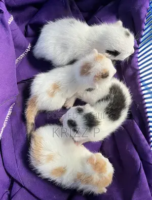 0-1 month Male Purebred Exotic