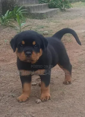 1-3 months Female Purebred Rottweiler