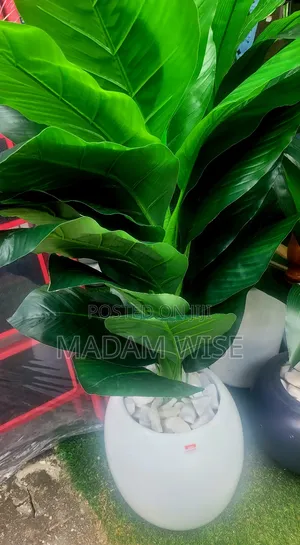 Quality and Beautiful Flowers