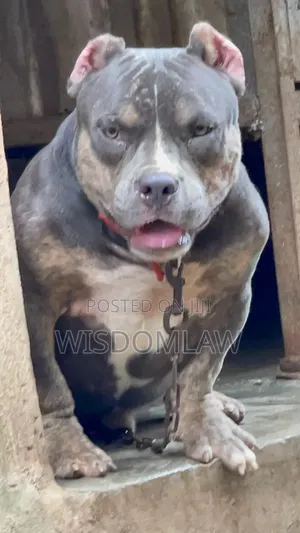 6-12 months Male Purebred American Bully
