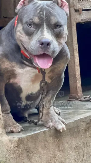6-12 months Male Purebred American Bully