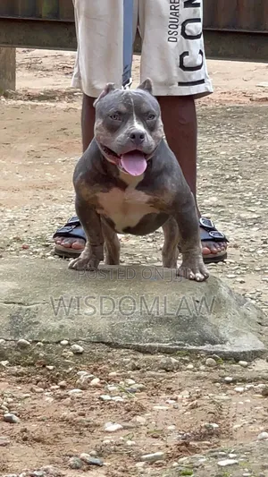 6-12 months Male Purebred American Bully