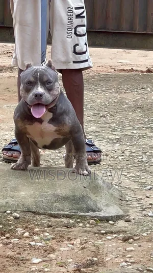 6-12 months Male Purebred American Bully