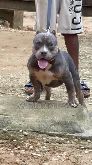 6-12 months Male Purebred American Bully