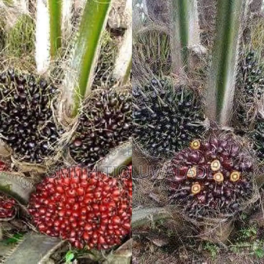 Hybrid Oil Palm Seedlings