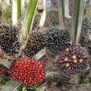Hybrid Oil Palm Seedlings