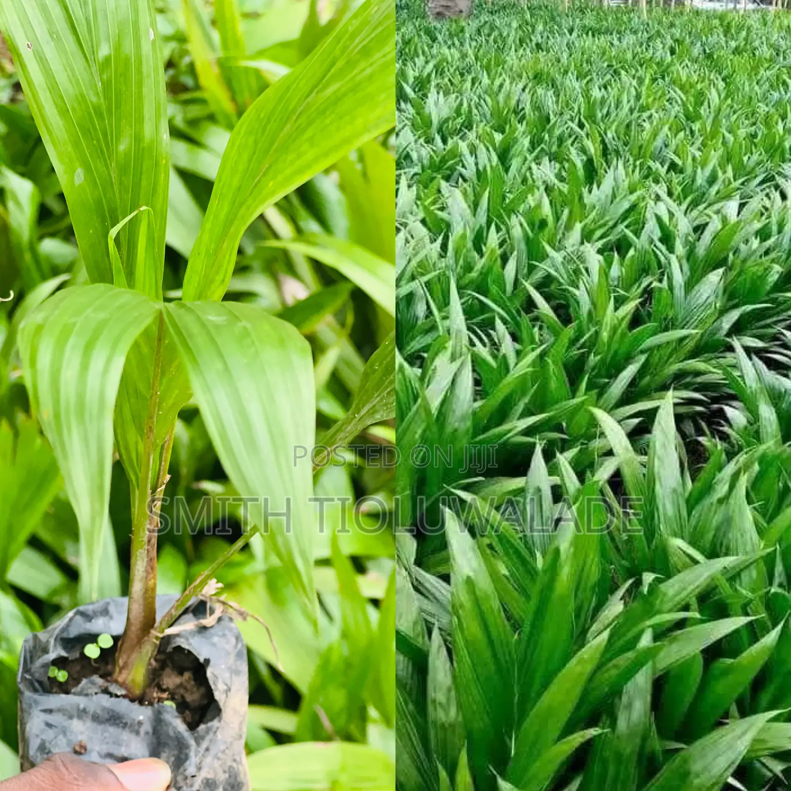Hybrid Oil Palm Seedlings