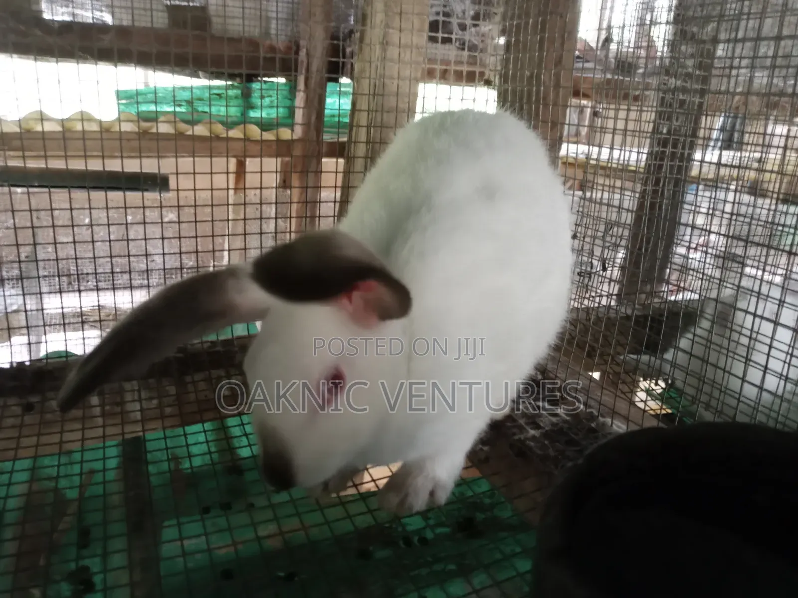 Rabbits Breeding