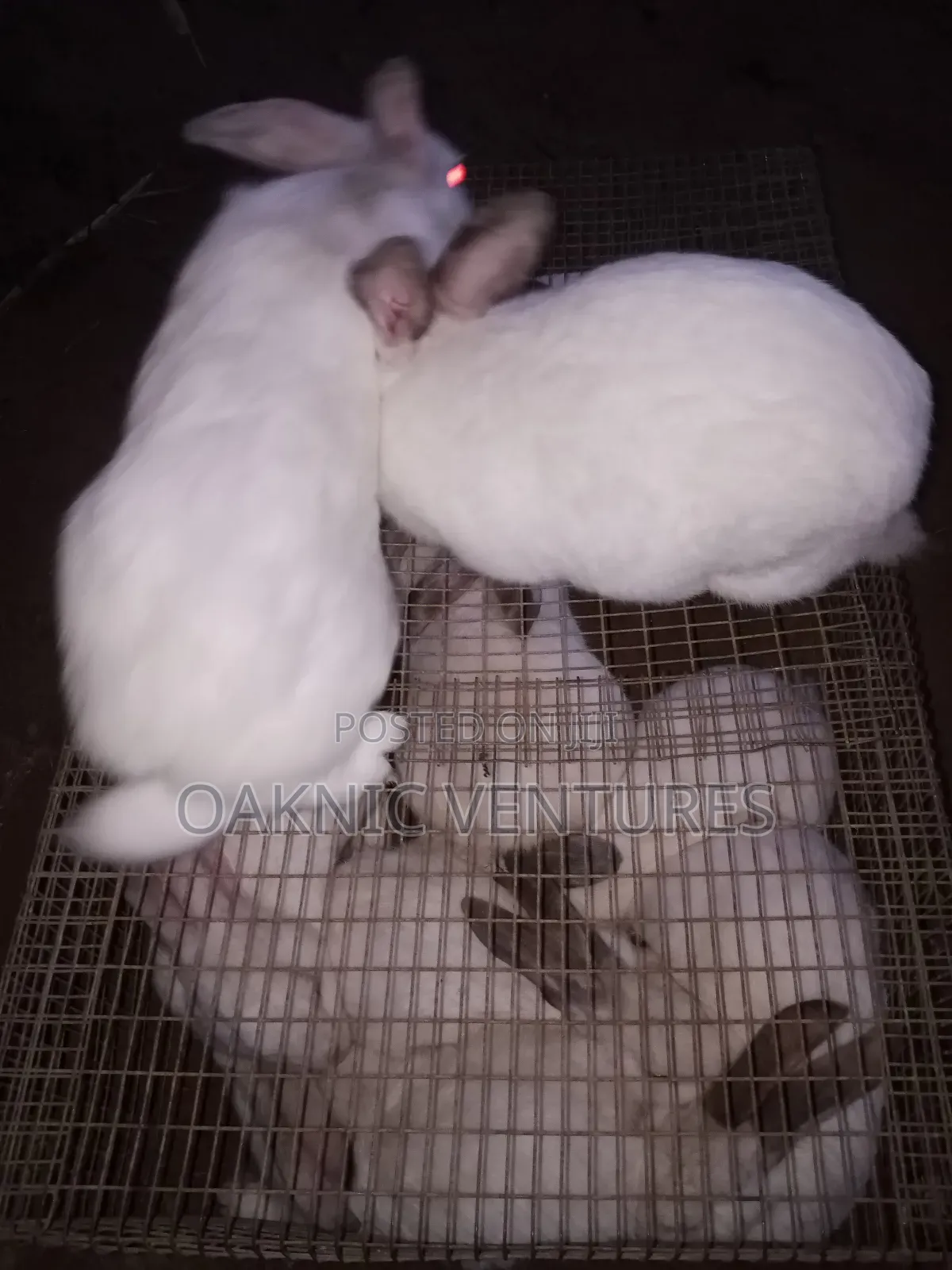 Rabbits Breeding