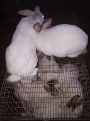 Rabbits Breeding