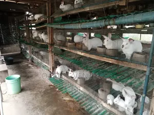 Rabbits Breeding