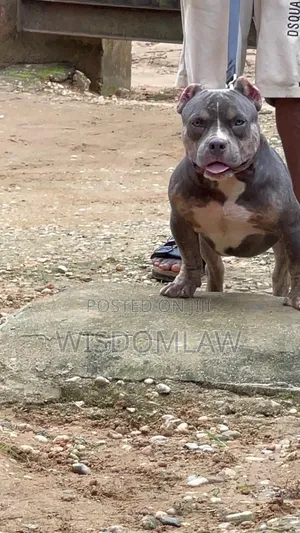 6-12 months Male Purebred American Bully
