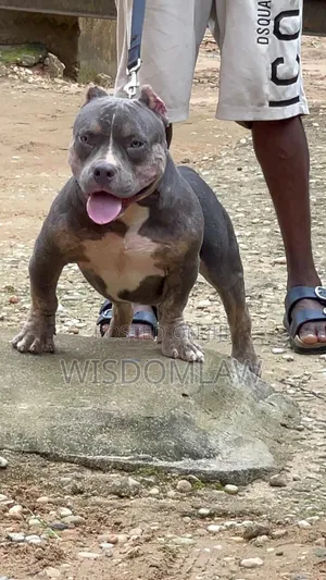 6-12 months Male Purebred American Bully