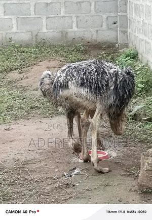 Adolescent Ostriches