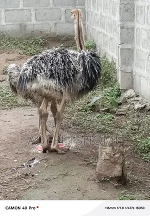 Adolescent Ostriches