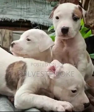 1-3 months Male Purebred American Pit Bull Terrier