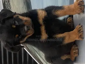 1-3 months Male Purebred Rottweiler