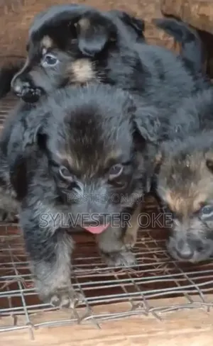 0-1 month Female Purebred German Shepherd