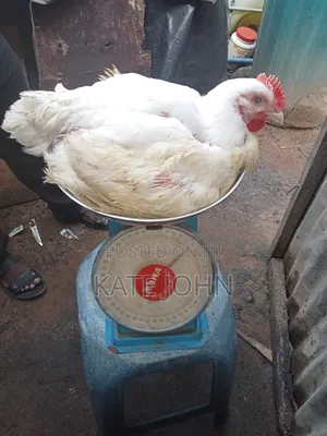 Jumbo Broiler