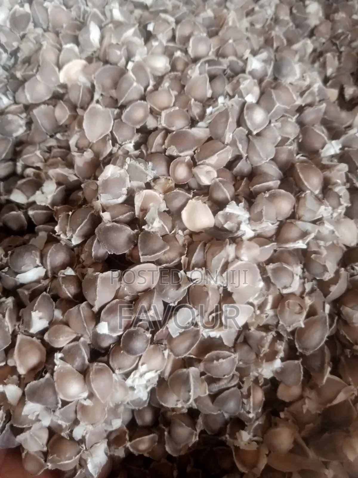Moringa Seed