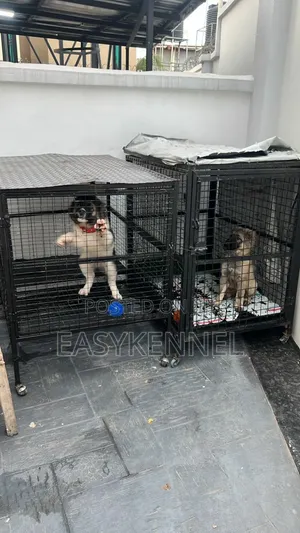 1-3 months Male Purebred Caucasian Shepherd