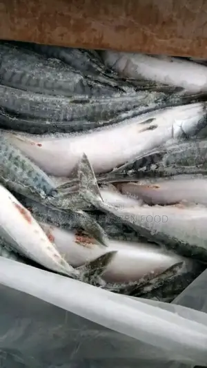 Titus Fish 20kg