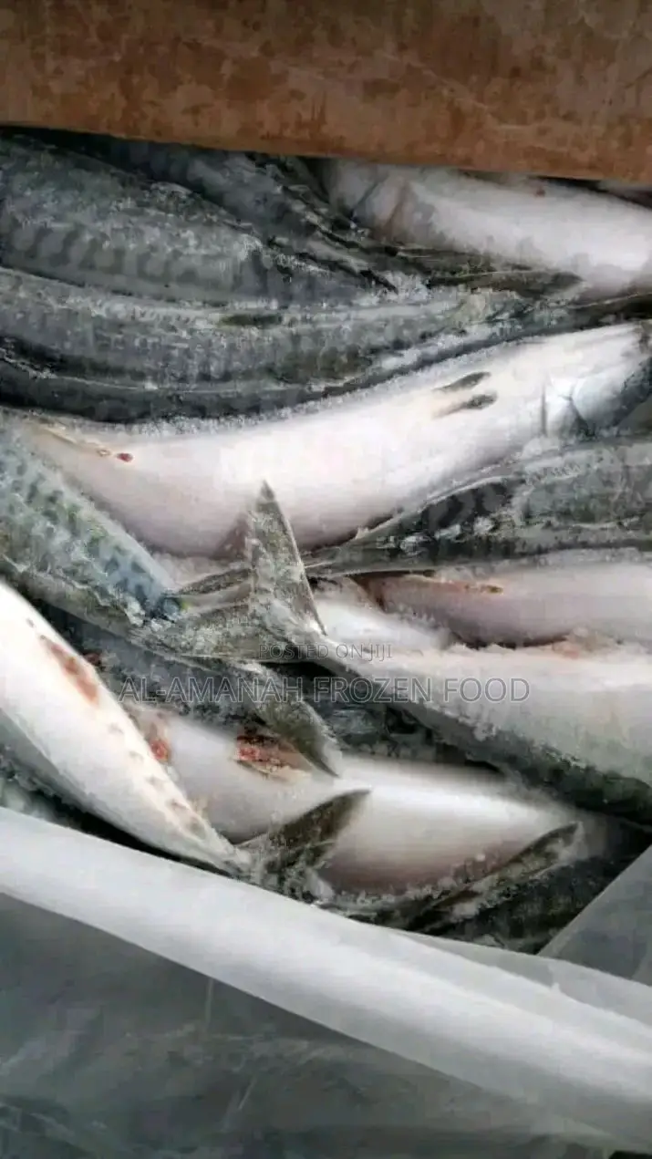 Titus Fish 20kg