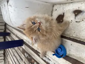 1-3 months Female Purebred Persian