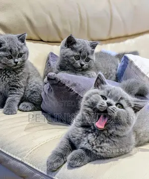 1-3 months Female Purebred British Shorthair