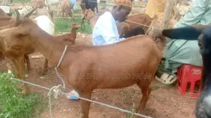 Sokoto Red Goat /Maradi