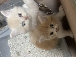 1-3 months Male Purebred Siberian
