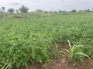Farmland at Eredo 10 Acres