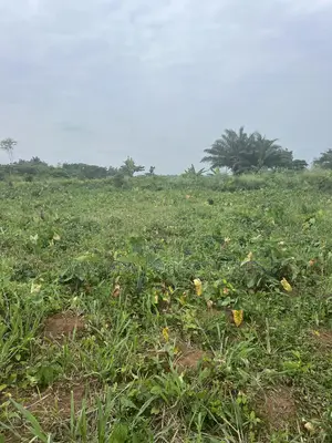 Farmland at Eredo 10 Acres