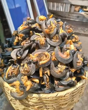 Bush Snail