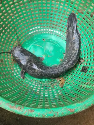 Catfish I Breed