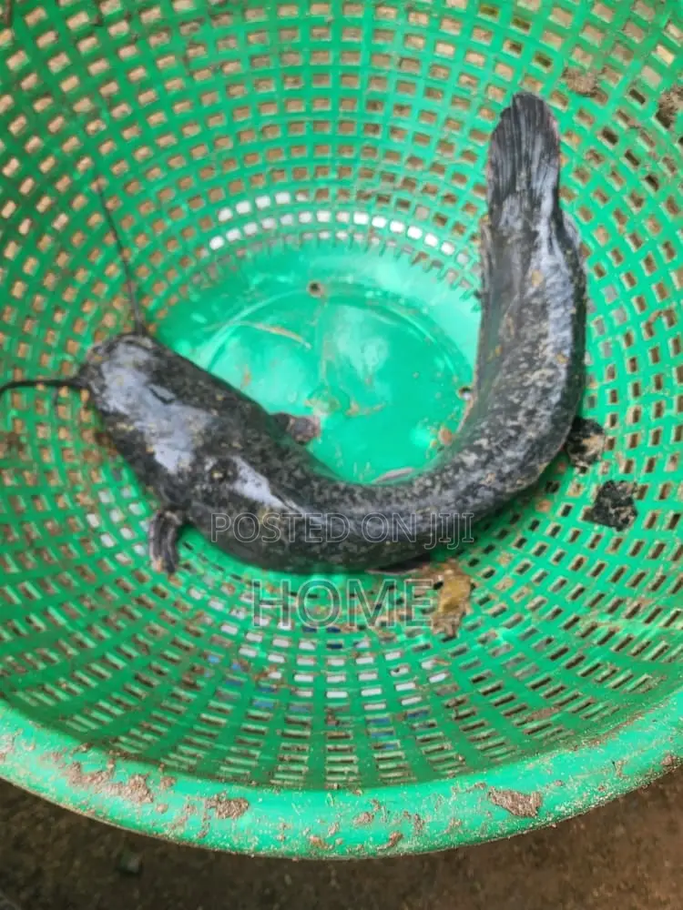 Catfish I Breed